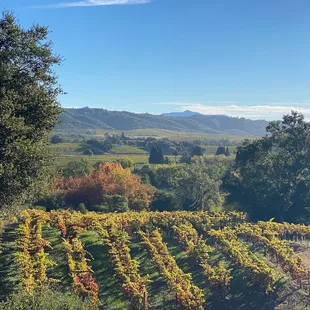 a vineyard in the background
