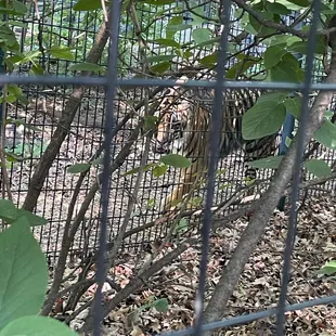 Tiger!!