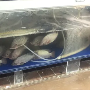 Live fish