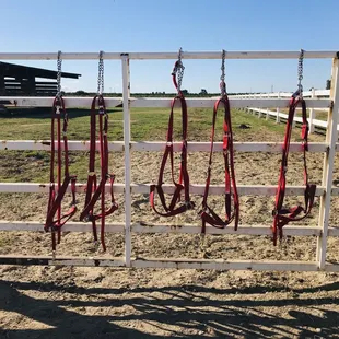The Clydesdale's harnesses.
