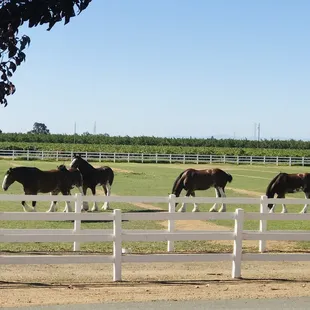 A beautiful sight of the Clydesdales and vineyard in the background.
