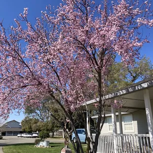 Cherry blossom in front of the farm house