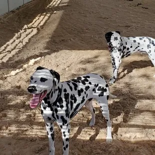 Another picture of the Budweiser Dalmations playing in the open yard.