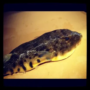 Fugu !! Fresh Blowfish !!