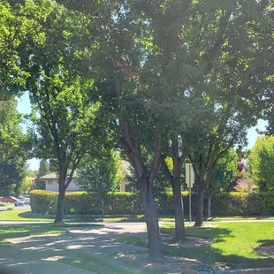 Plenty of shades with big trees