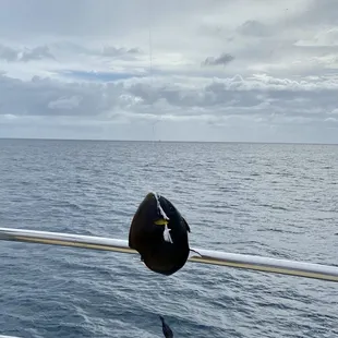 Caught and released