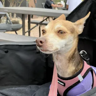 Jasmine waiting patiently for her small bite of the tasty asada here.