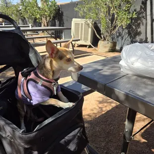 Jasmine waiting for some burrito