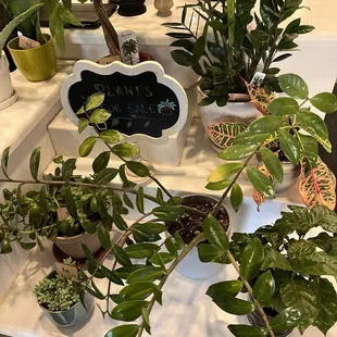 They sell plants too