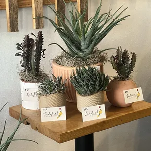 Ladybird poppy is my favorite florist and has plants for sale here!!