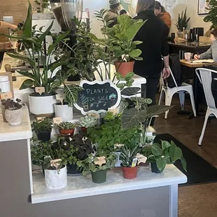Plants for sale