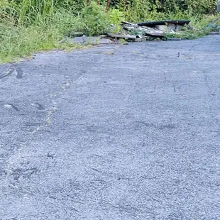 a black bear walking down the road