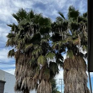 Nice palm trees I saw while sitting outside Satomi.