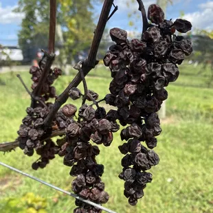 a cluster of grapes on a vine