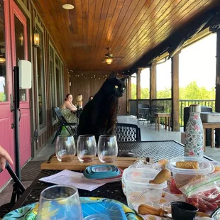 Mr. Saude, the winery&apos;s cat, visits us during our picnic with a wine flight.