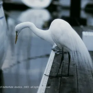 Enjoy the local wildlife.