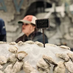 Savannah Oyster