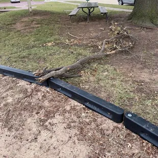 The branches in question at the super small park.