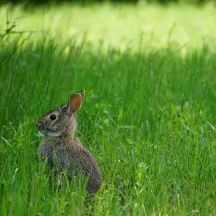 Wildlife everywhere on the farm