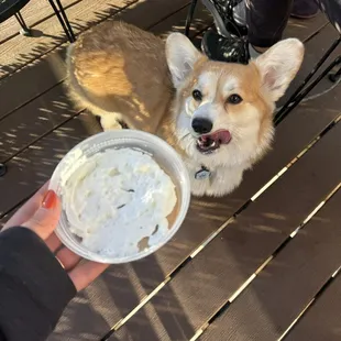 Pup Cups