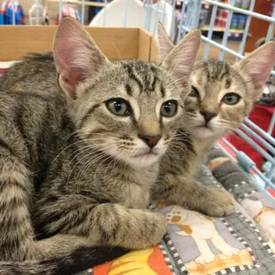 The 2 1/2 month old siblings: Natasha and Boris