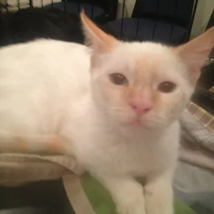 Alpha is ready to be adopted.