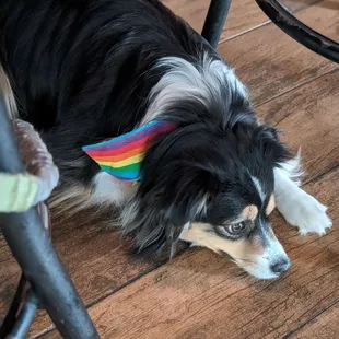 Well behaved dogs are welcome inside.