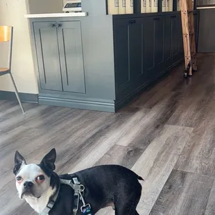 a black and white dog on a leash