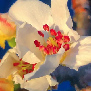 Bee M.
