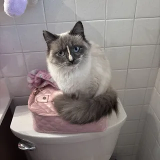 Emma D.