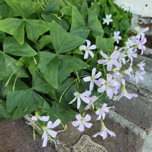 a closeup of the flowers