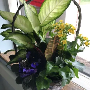 My friend can take this home . . . separate the plants . . . and have an array of five separate potted plants!  This keeps on giving!