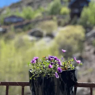 Mount Lemmon Tucson AZ