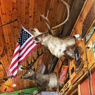 two deer heads and an american flag