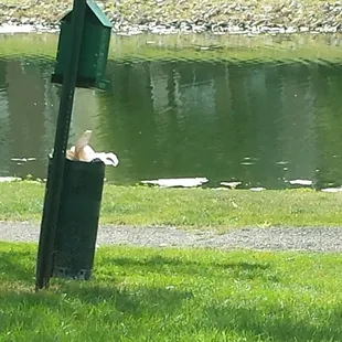 The &quot;doggie clean-up station,&quot; picture taken from my patio. Overfilled and reeking, as usual, so some dog walkers do not bother to clean up