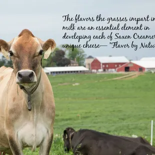 a cow and a dog in a field