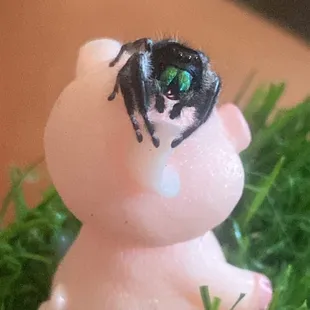 Regal jumping spider after owning for a few months.