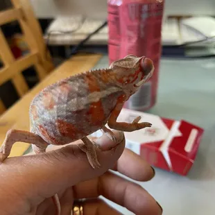 My baby that died