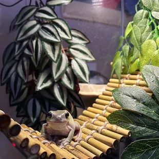Australian whites tree frog; my newest addition from Scales and Tails