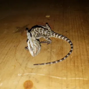 Dead Baby Bearded Dragon