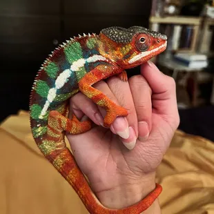Panther chameleon