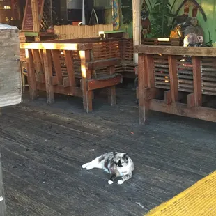 Cool spot  Met a new drinking buddy !
