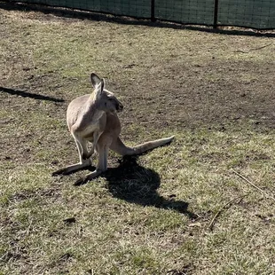 Cute kangaroo