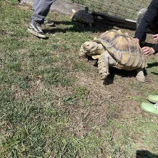Tame Tortoise