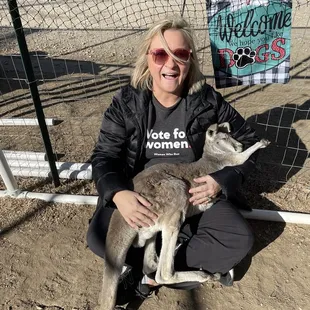 Friendly baby kangaroo