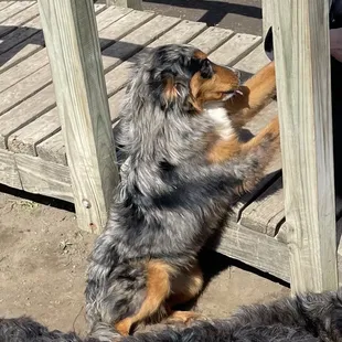 Sweet pup