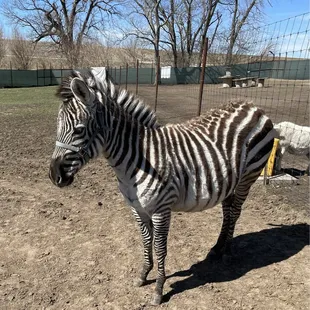 Friendliest zebra