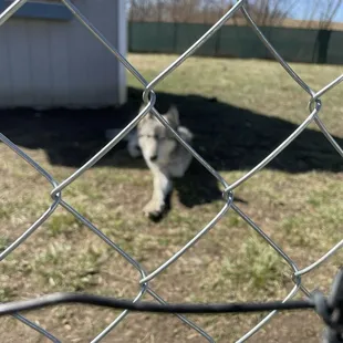 Majestic Wolf