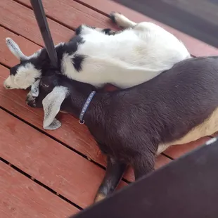 Brandon and Piper