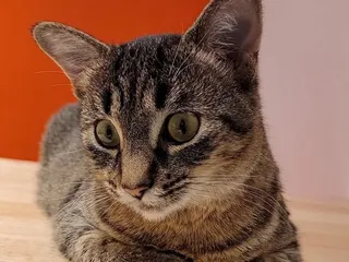 Felius Cat Café & Rescue